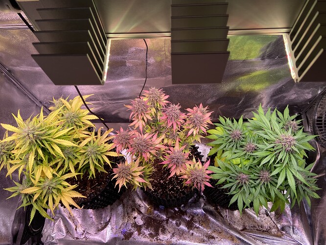 Growreport Bild 2