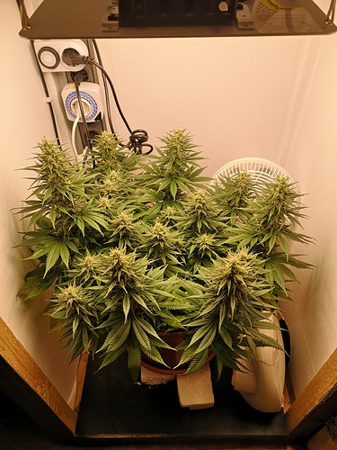 Growreport Bild 1