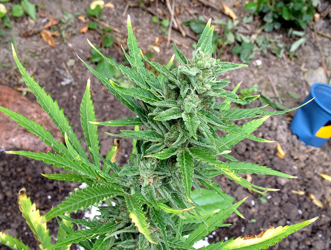 Growreport Bild 17