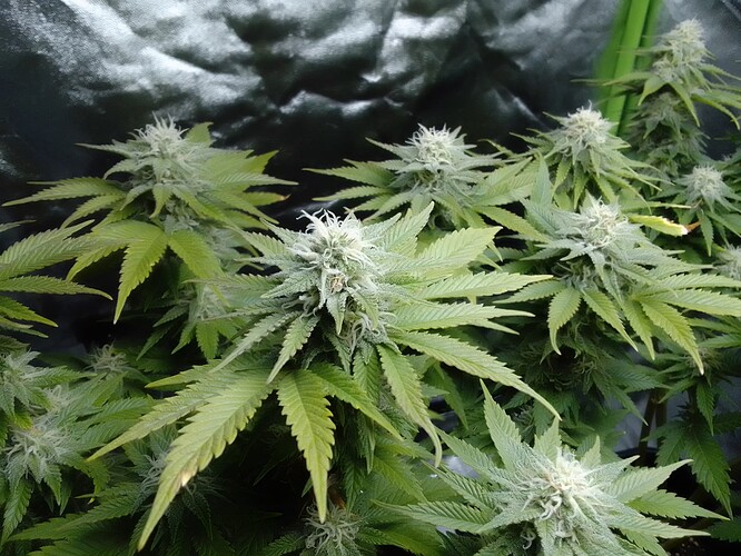 Growreport Bild 7