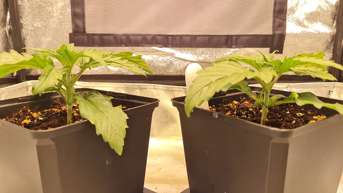 Growreport Bild 7