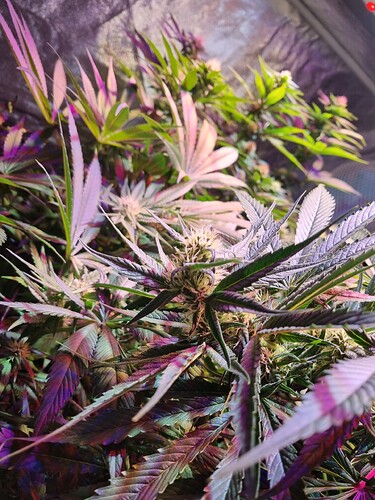 Growreport Bild 48