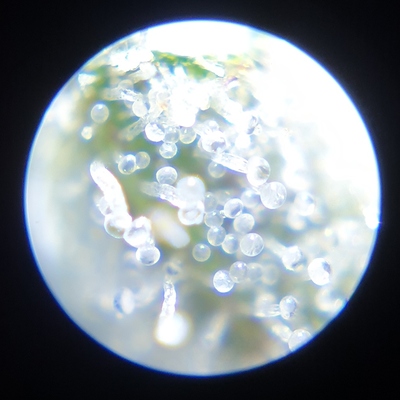 Growreport Bild 10