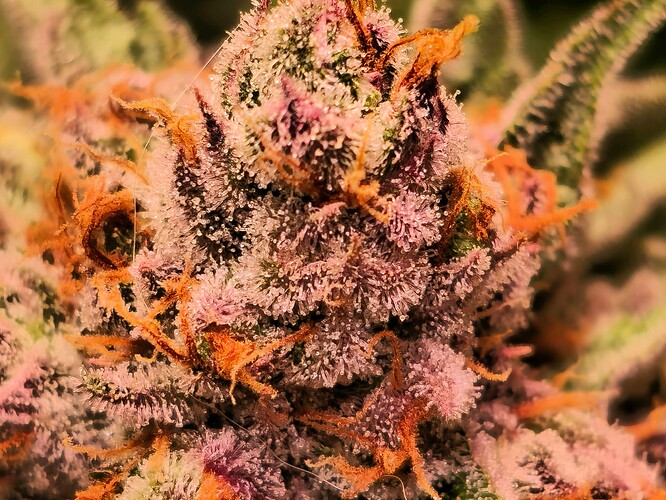 Growreport Bild 5