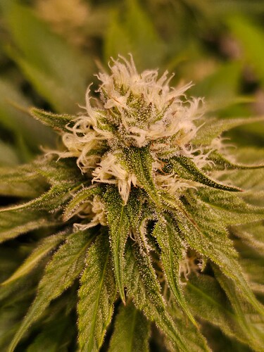 Growreport Bild 26