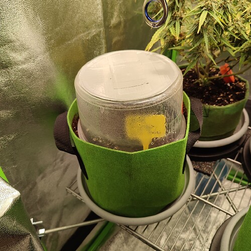 Growreport Bild 33