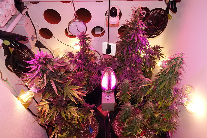 Growreport Bild 1