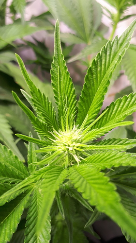 Growreport Bild 7