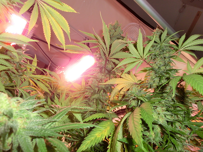 Growreport Bild 13