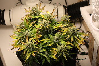 Growreport Bild 15