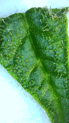 Growreport Bild 24