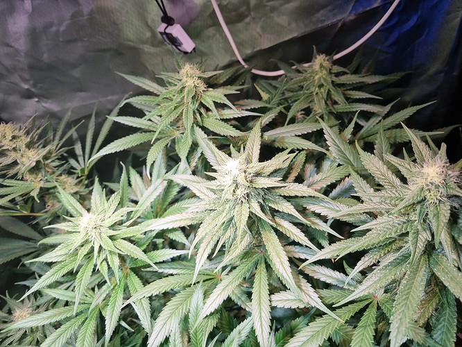 Growreport Bild 10