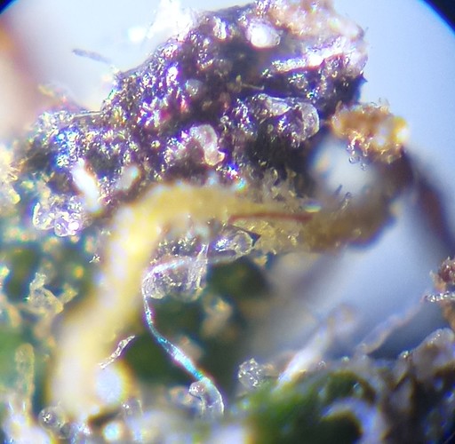 Growreport Bild 4