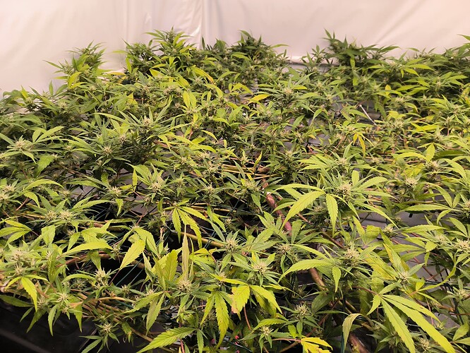 Growreport Bild 7