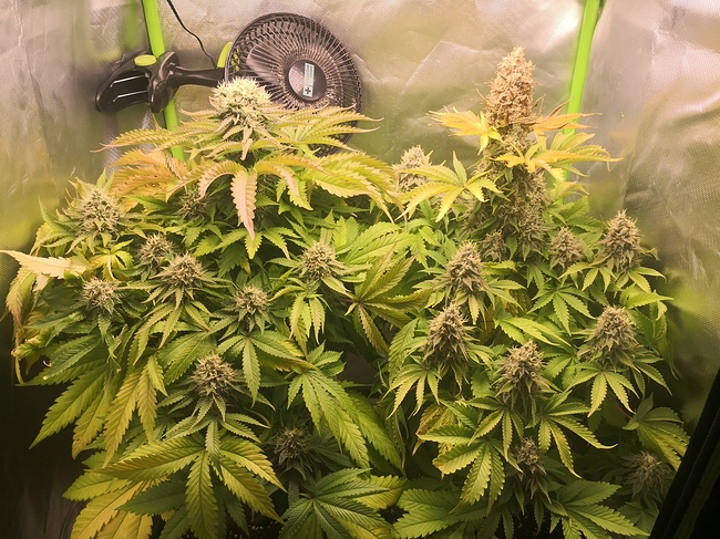 Growreport Bild 1