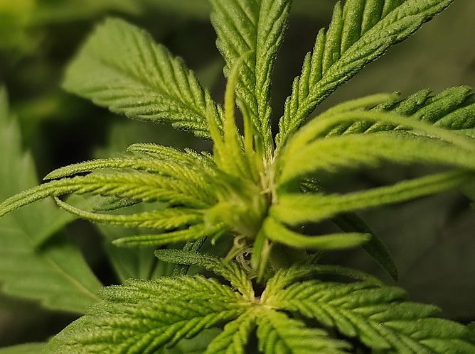 Growreport Bild 3