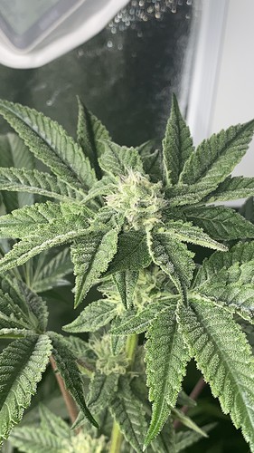 Growreport Bild 7