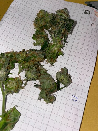 Growreport Bild 2