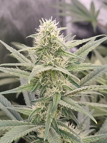 Growreport Bild 20