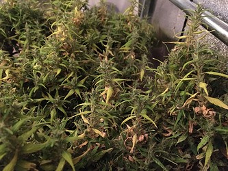 Growreport Bild 12