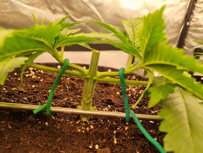 Growreport Bild 27