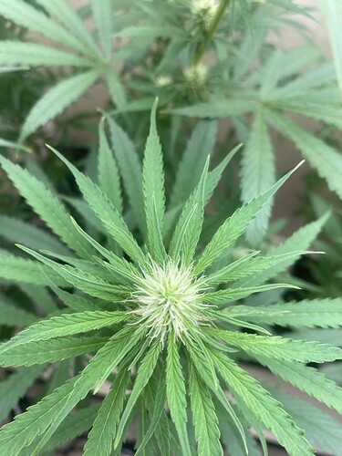 Growreport Bild 3
