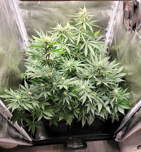 Growreport Bild 14