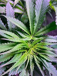 Growreport Bild 15