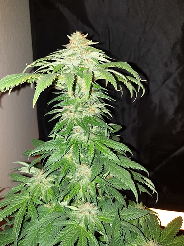 Growreport Bild 28