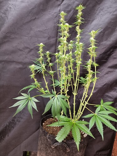 Growreport Bild 41