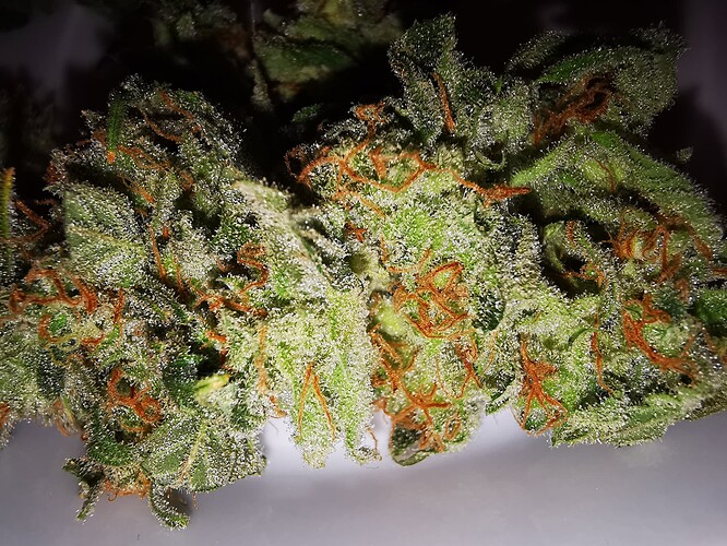 Growreport Bild 4