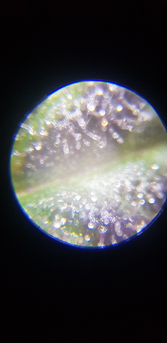 Growreport Bild 8