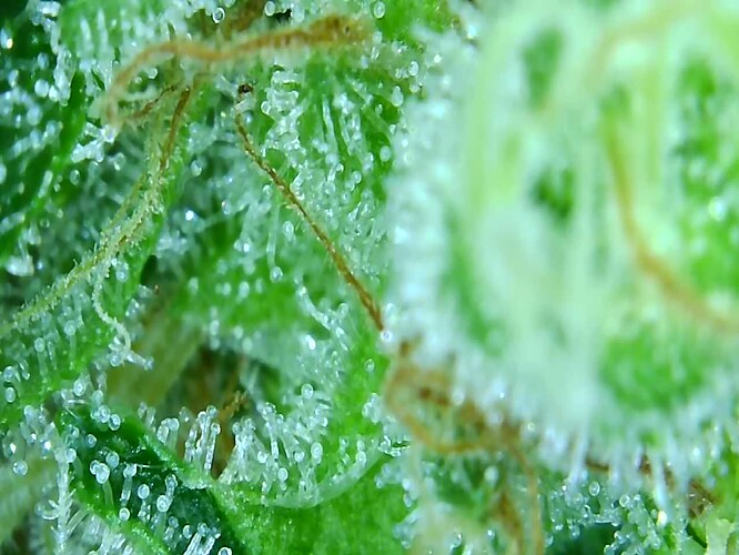 Growreport Bild 8
