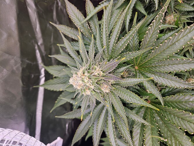 Growreport Bild 15