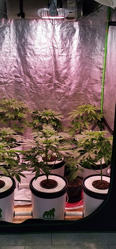 Growreport Bild 12