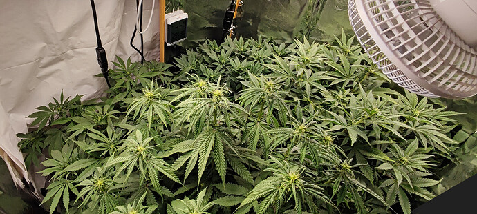 Growreport Bild 1
