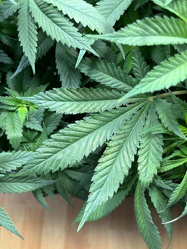 Growreport Bild 19