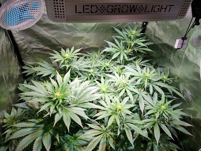Growreport Bild 1