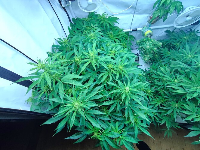 Growreport Bild 4