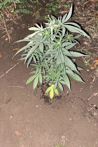 Growreport Bild 2
