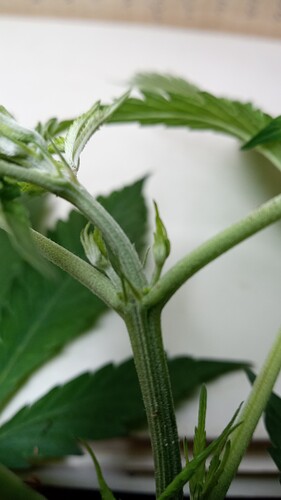 Growreport Bild 26