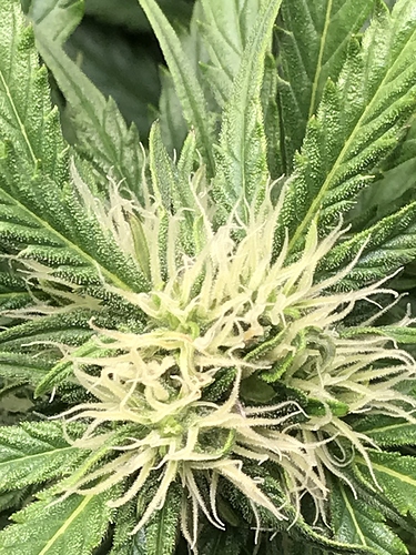 Growreport Bild 9