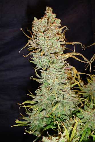 Growreport Bild 45