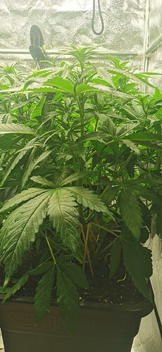 Growreport Bild 15
