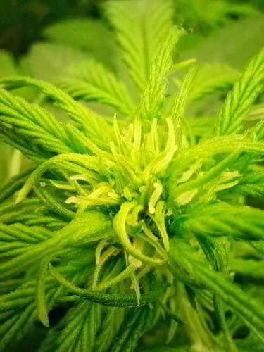 Growreport Bild 3