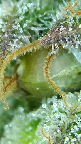 Growreport Bild 36
