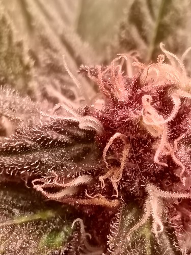 Growreport Bild 72