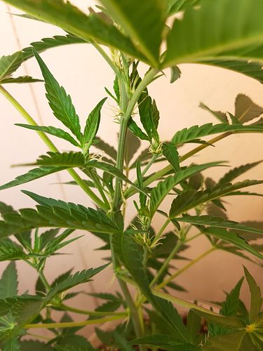 Growreport Bild 13