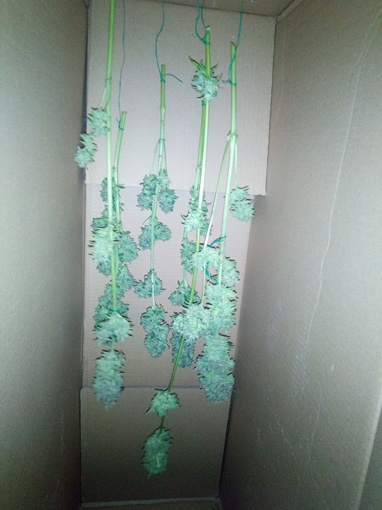 Critical_Kush Grow grow LED 60x60x160