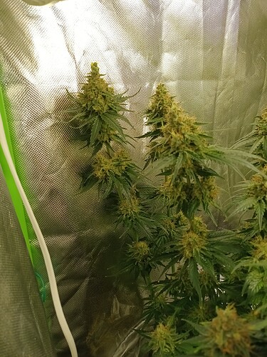 Growreport Bild 13